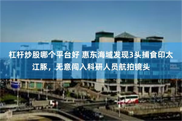 杠杆炒股哪个平台好 惠东海域发现3头捕食印太江豚，无意闯入科研人员航拍镜头