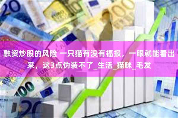 融资炒股的风险 一只猫有没有福报，一眼就能看出来，这3点伪装不了_生活_猫咪_毛发